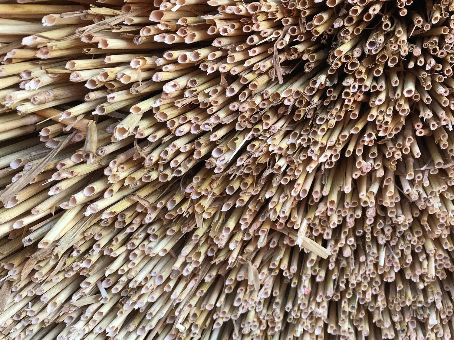 Straw used on thatched roof | cdc studio cambridge architects