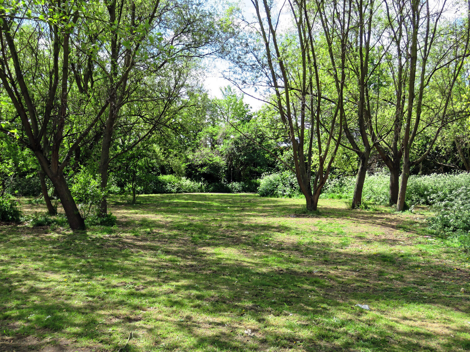 woodland surrounding building site