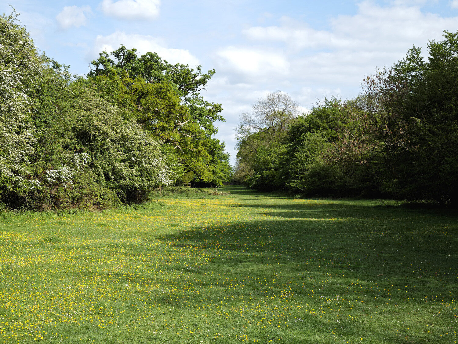 Woodlands surrounding building site